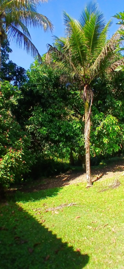 Fazenda à venda com 4 quartos, 257m² - Foto 13