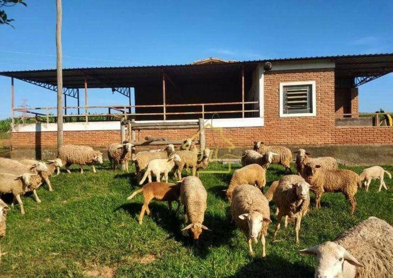 Fazenda à venda com 3 quartos, 1000m² - Foto 20