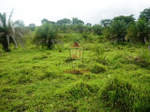 Fazenda-Sítio-Chácara, 1500 hectares - Foto 3