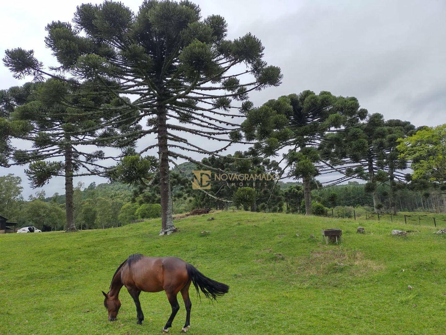 Sítio, 3 quartos, 4 hectares - Foto 19