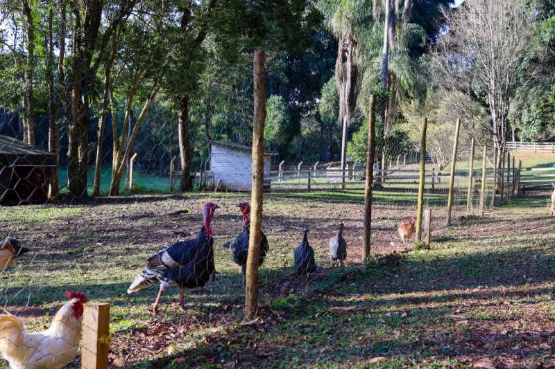 Fazenda à venda com 6 quartos, 80m² - Foto 27