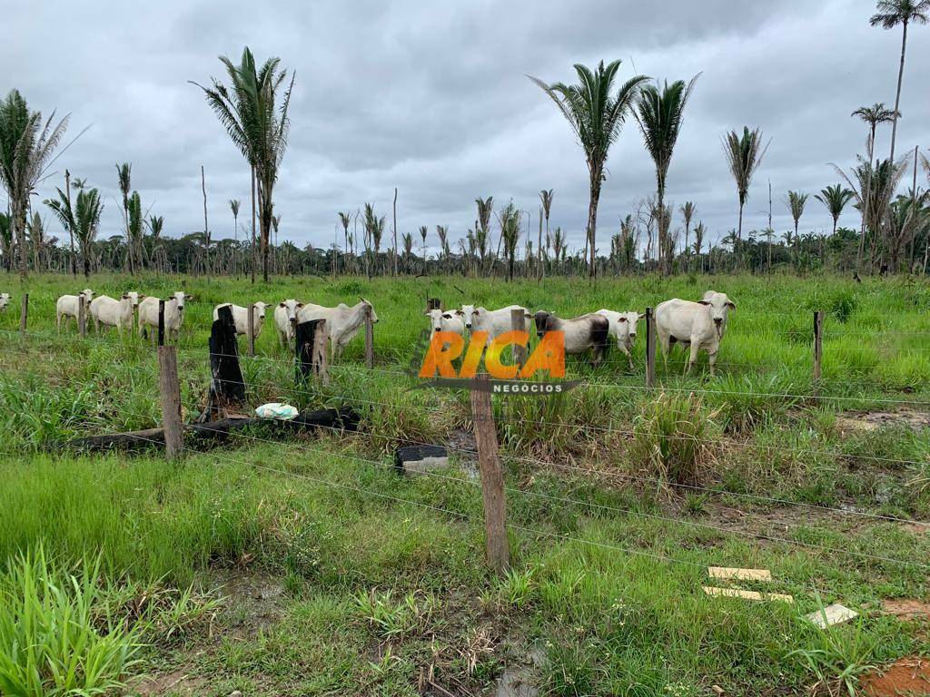 Fazenda à venda, 1150000M2 - Foto 57