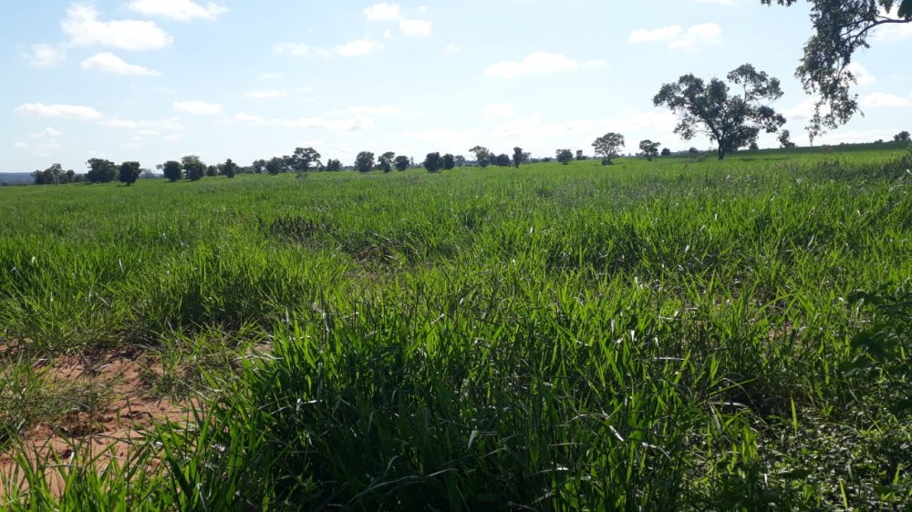 Fazenda-Sítio-Chácara, 365 hectares - Foto 3