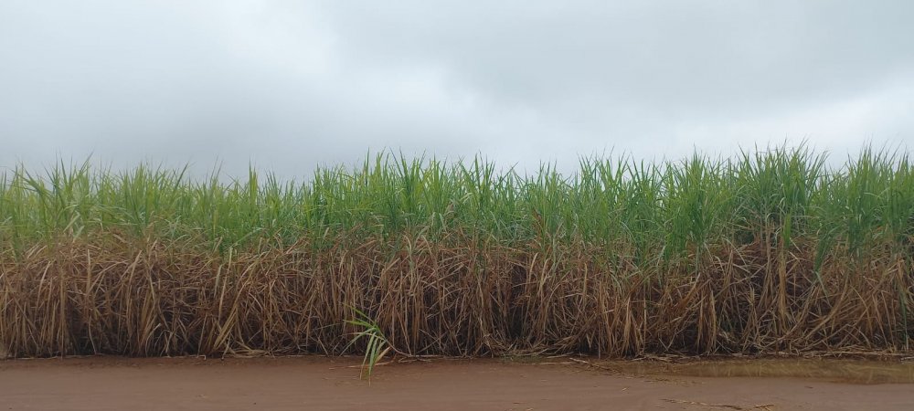 Fazenda à venda, 1275m² - Foto 1