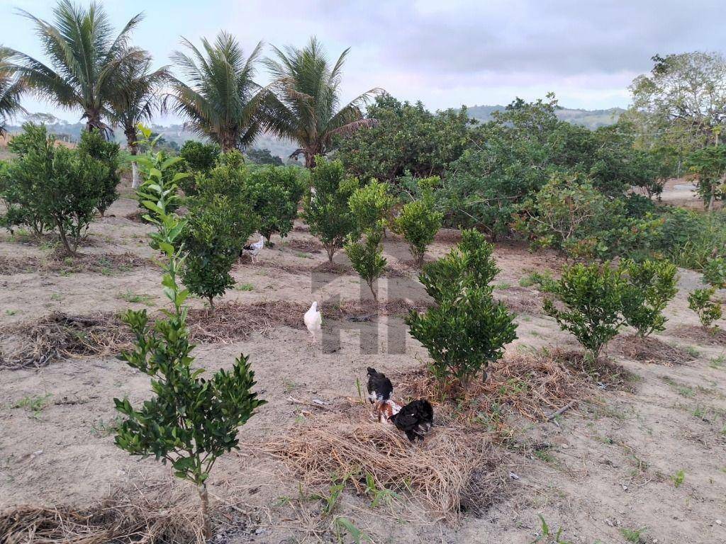 Chácara à venda com 2 quartos, 12000000M2 - Foto 16