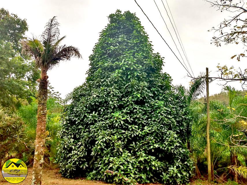 Fazenda à venda com 3 quartos, 30m² - Foto 16