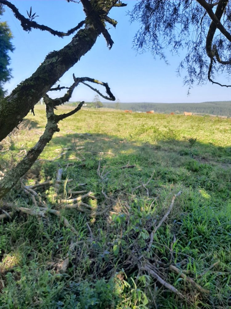 Fazenda-Sítio-Chácara, 50 hectares - Foto 3