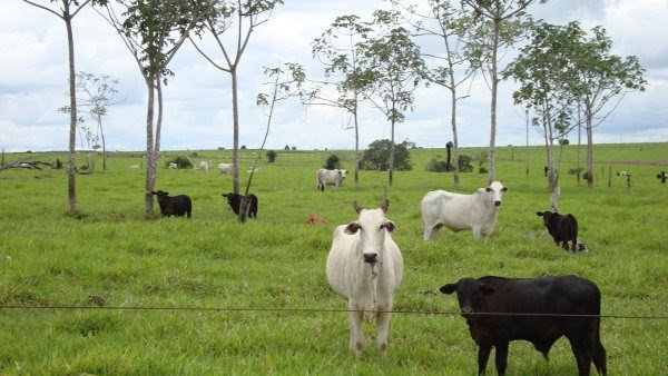 Fazenda-Sítio-Chácara, 103000 hectares - Foto 4