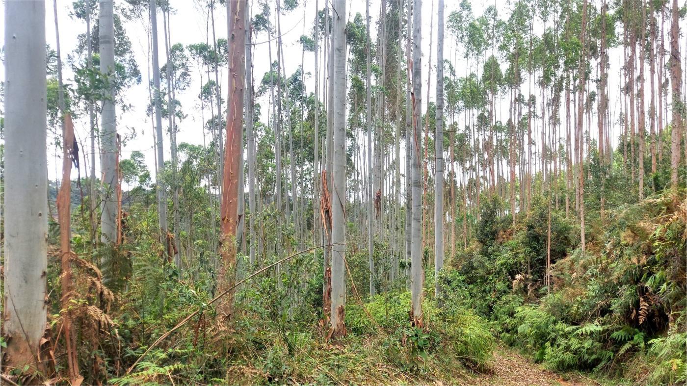 Fazenda à venda, 1564600m² - Foto 9