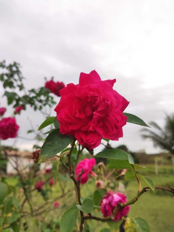 Fazenda à venda, 1000m² - Foto 20