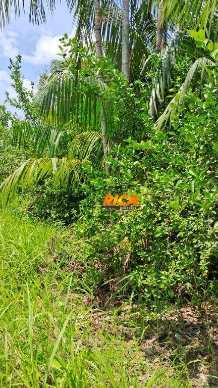 Sítio, 25 hectares - Foto 5