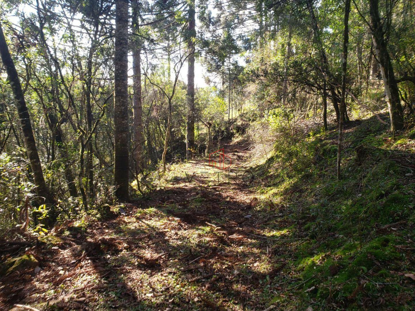 Sítio à venda com 4 quartos, 90650M2 - Foto 8