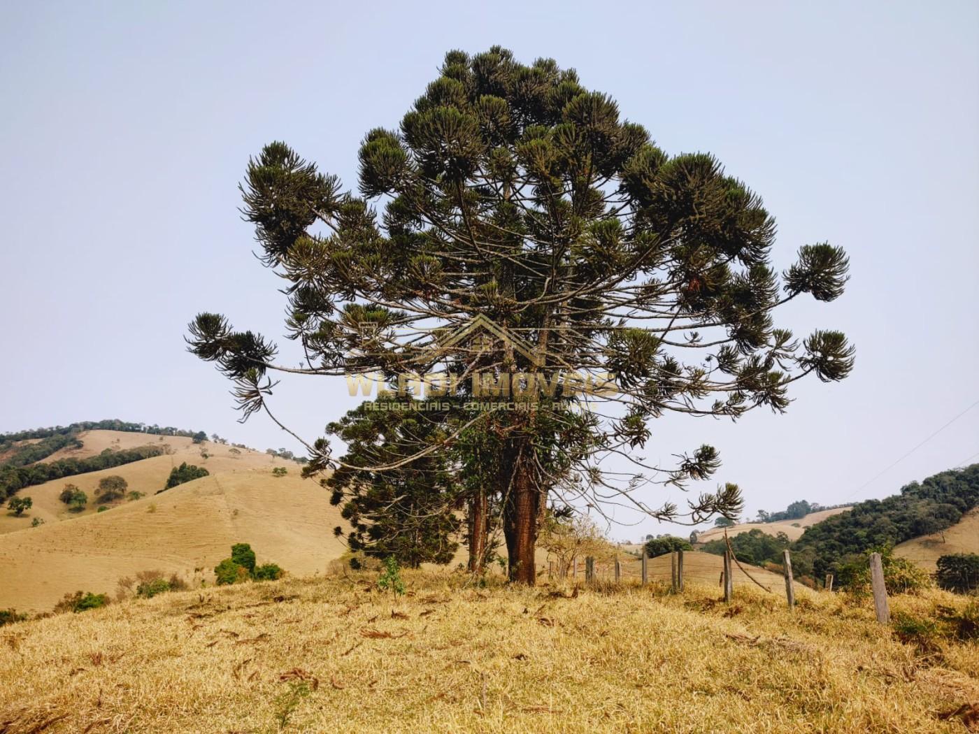 Terreno à venda, 20000m² - Foto 8