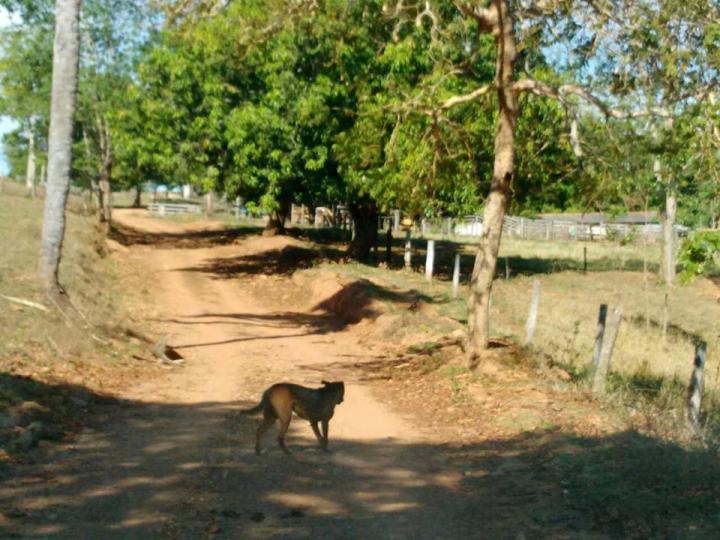 Chácara à venda - Foto 7