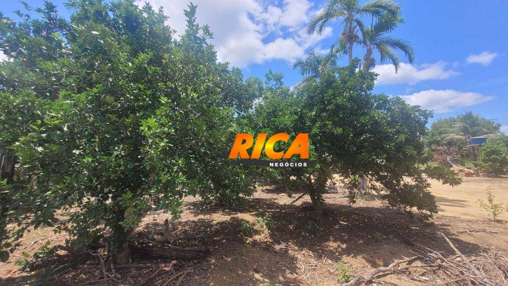 Sítio, 40 hectares - Foto 14