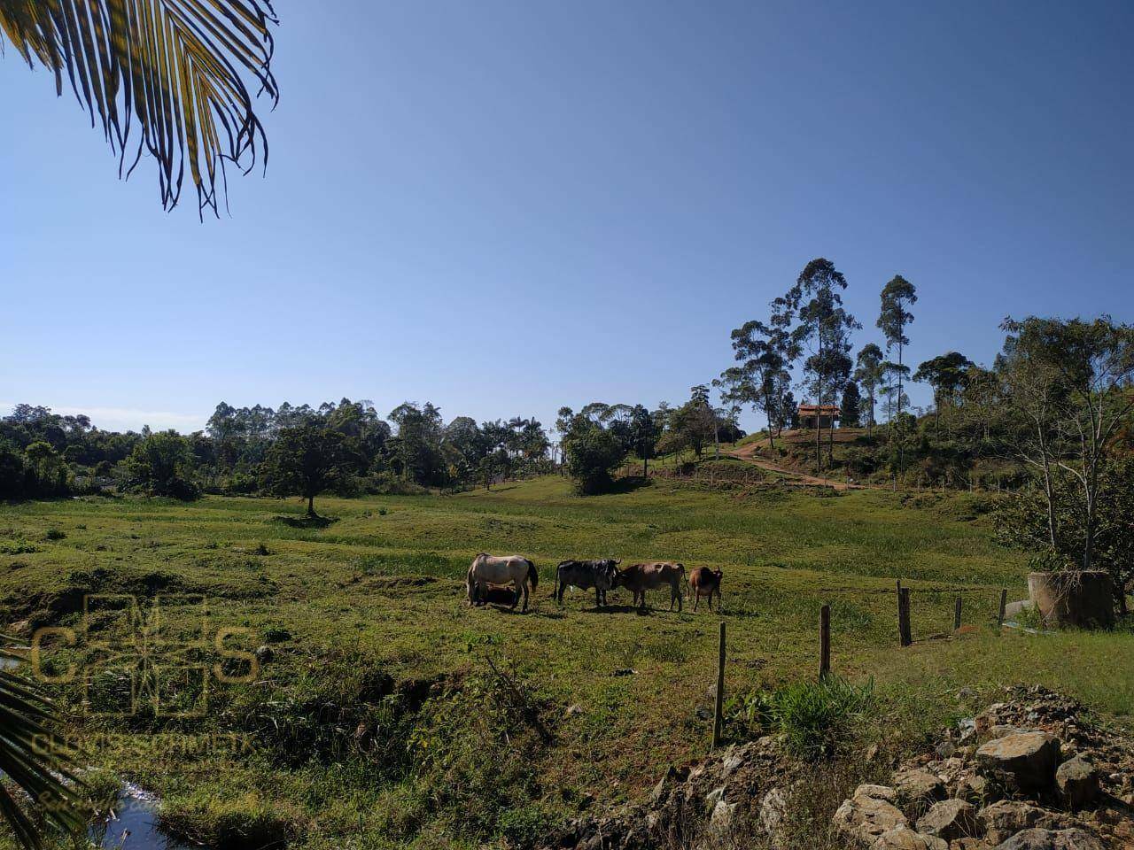 Sítio à venda com 3 quartos, 100000M2 - Foto 24