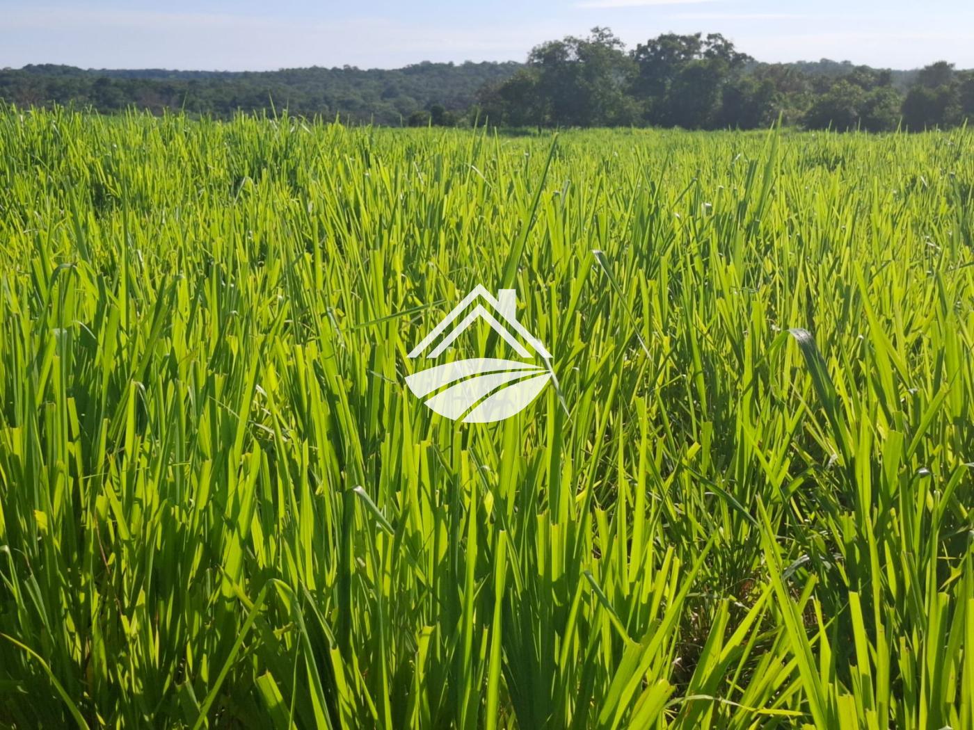 Fazenda-Sítio-Chácara, 1 m² - Foto 12