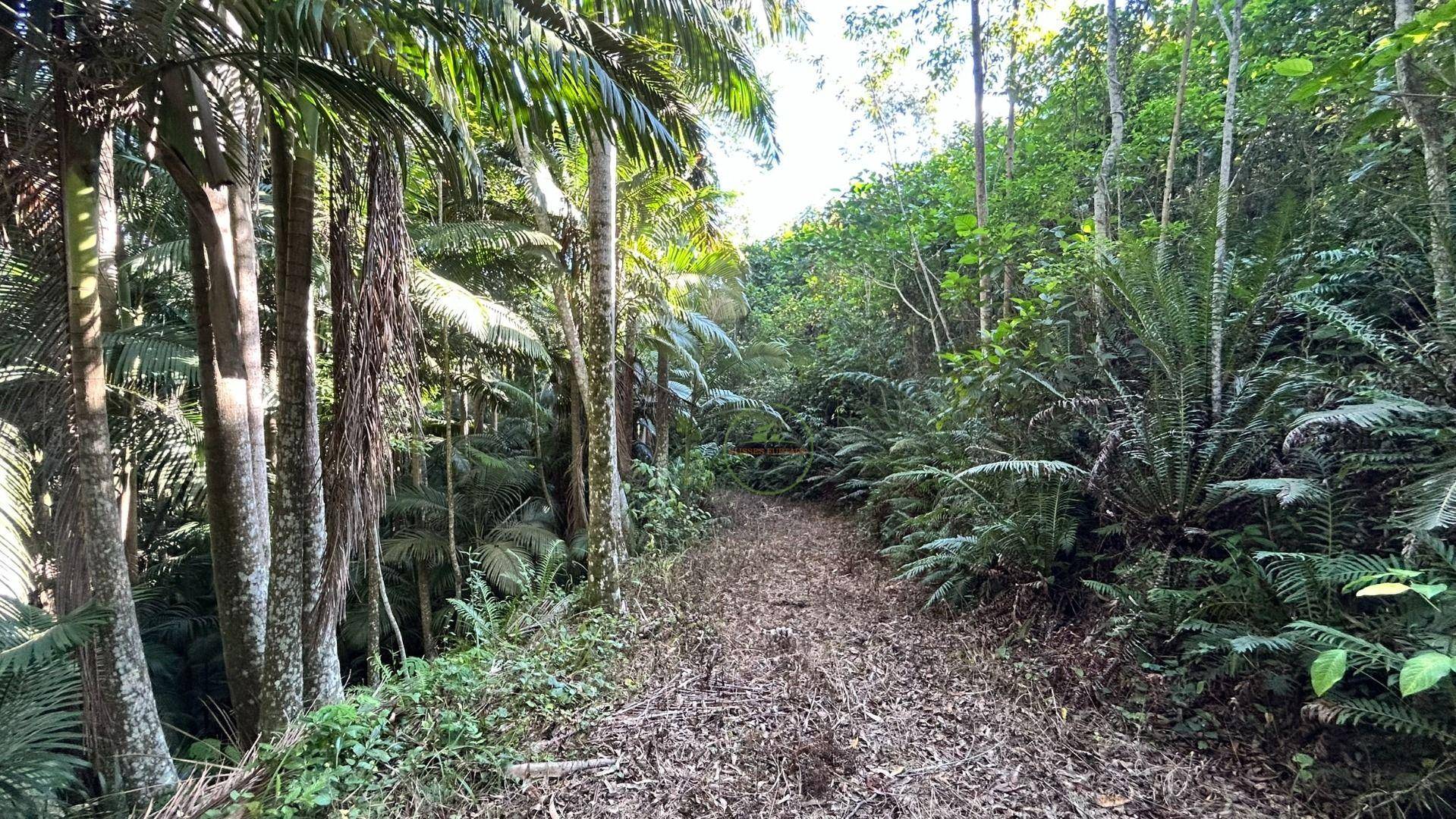 Sítio, 3 hectares - Foto 32