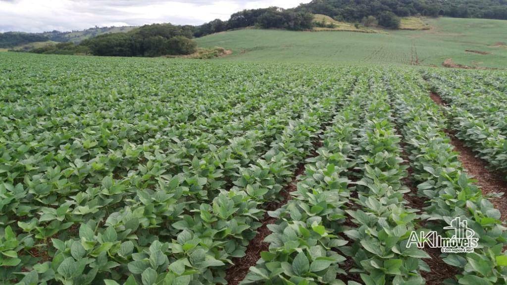 Fazenda à venda com 1 quarto, 2819300M2 - Foto 5