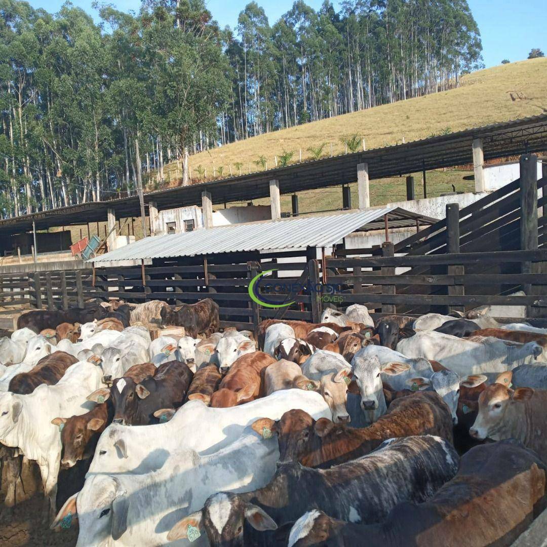 Fazenda à venda com 3 quartos, 3388000M2 - Foto 4