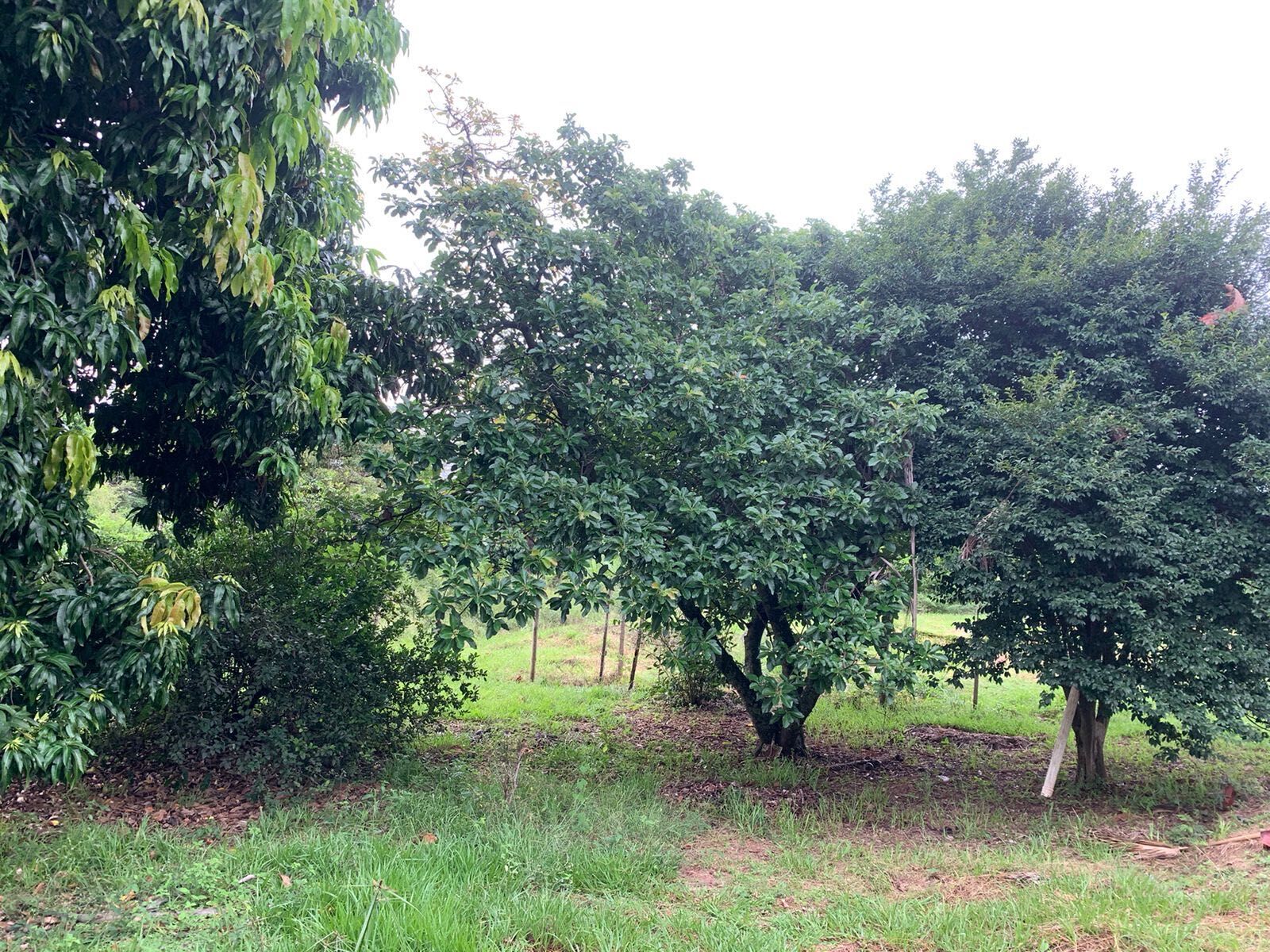 Fazenda à venda com 4 quartos, 5000m² - Foto 20