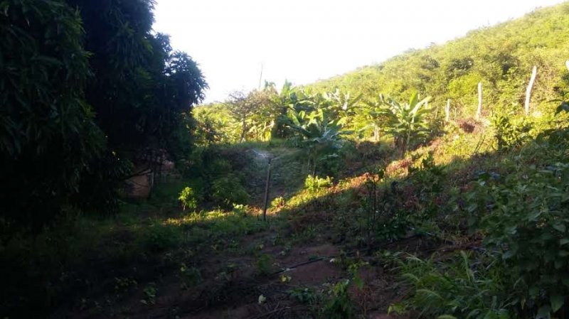 Fazenda à venda, 60m² - Foto 7