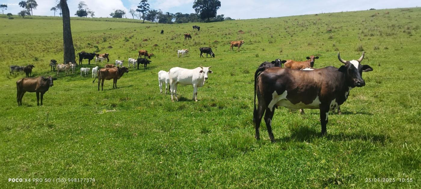Sítio à venda com 2 quartos, 726000m² - Foto 15