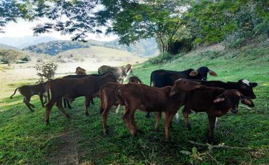 Fazenda à venda com 2 quartos, 270000m² - Foto 11