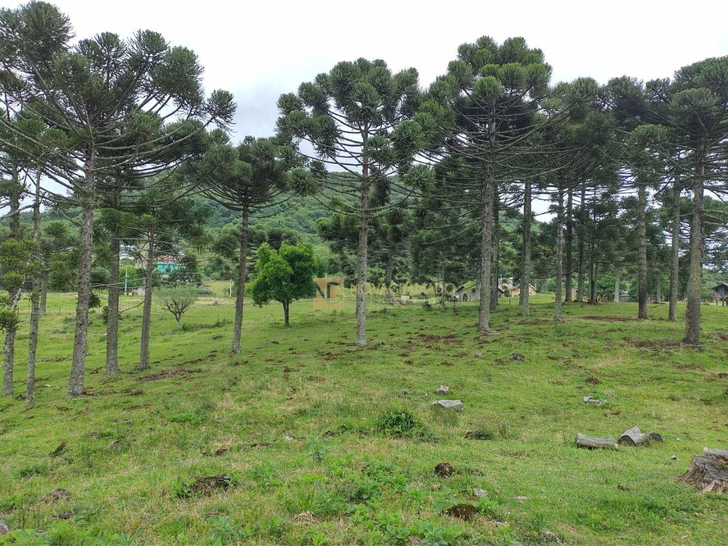 Sítio, 3 quartos, 4 hectares - Foto 33