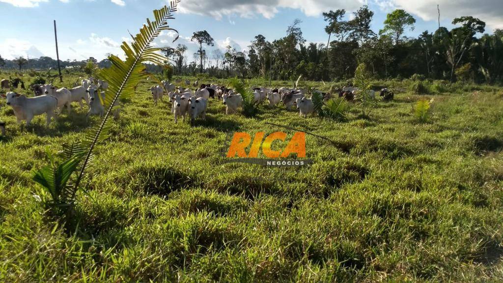 Fazenda à venda com 1 quarto, 4540000M2 - Foto 3