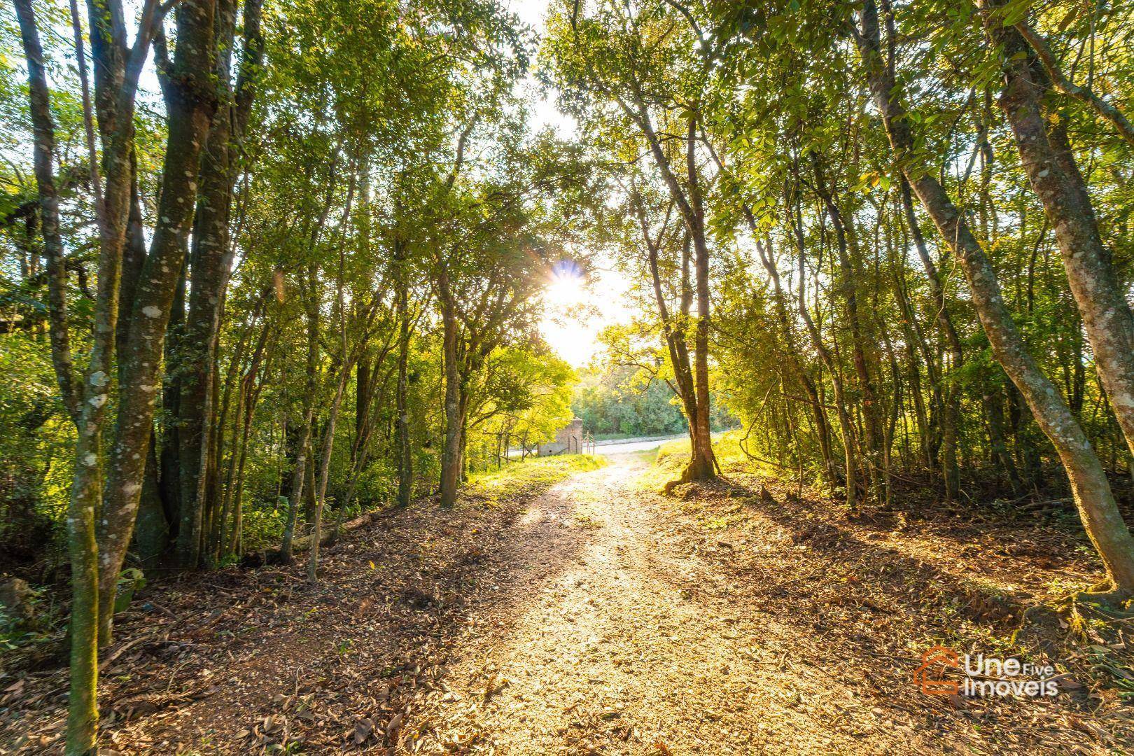 Chácara, 14 hectares - Foto 20