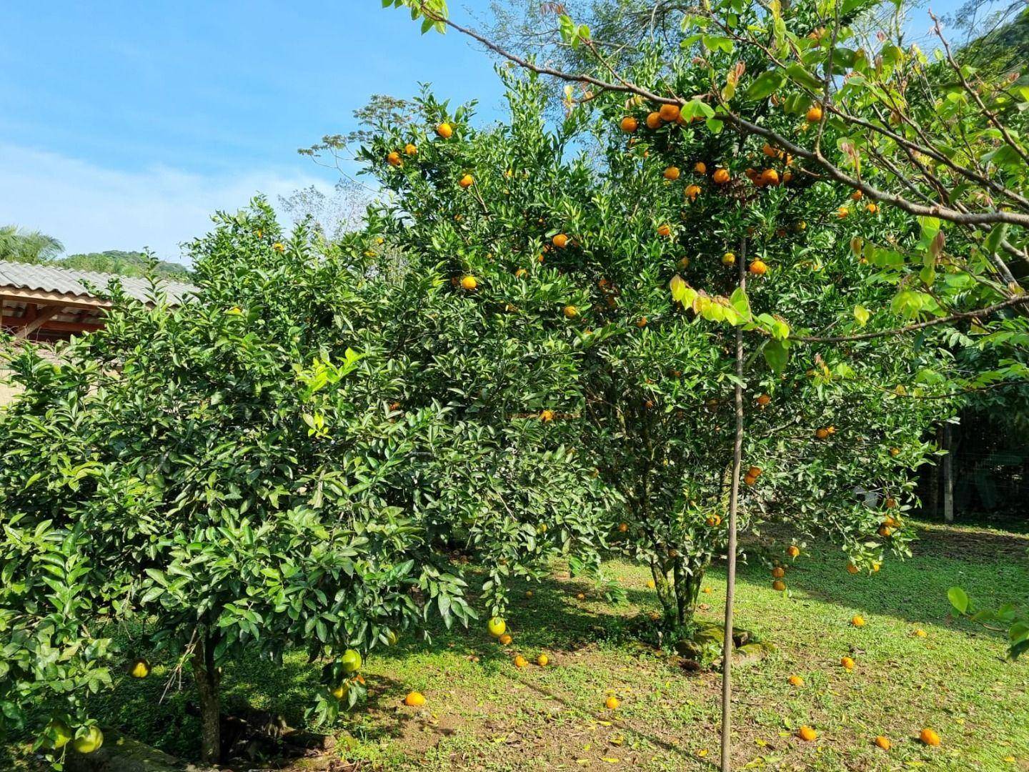 Chácara, 2 quartos, 2500 m² - Foto 6