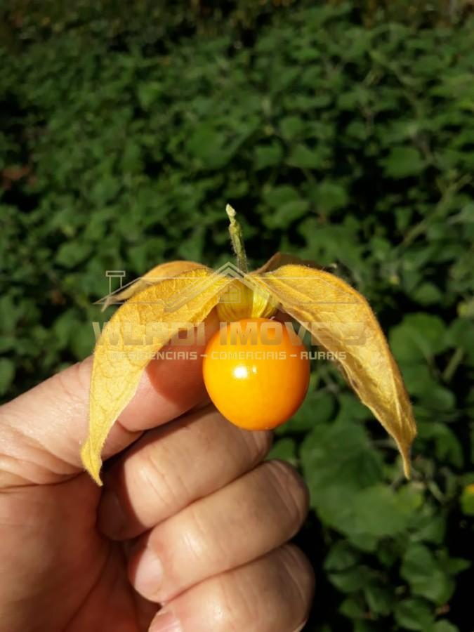 Fazenda-Sítio-Chácara, 20 m² - Foto 7