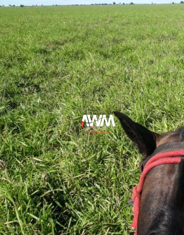 Fazenda, 1239 hectares - Foto 4