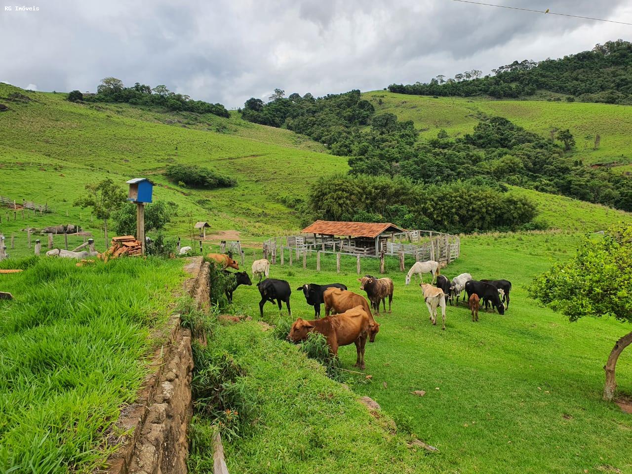 Fazenda à venda com 2 quartos, 220m² - Foto 30