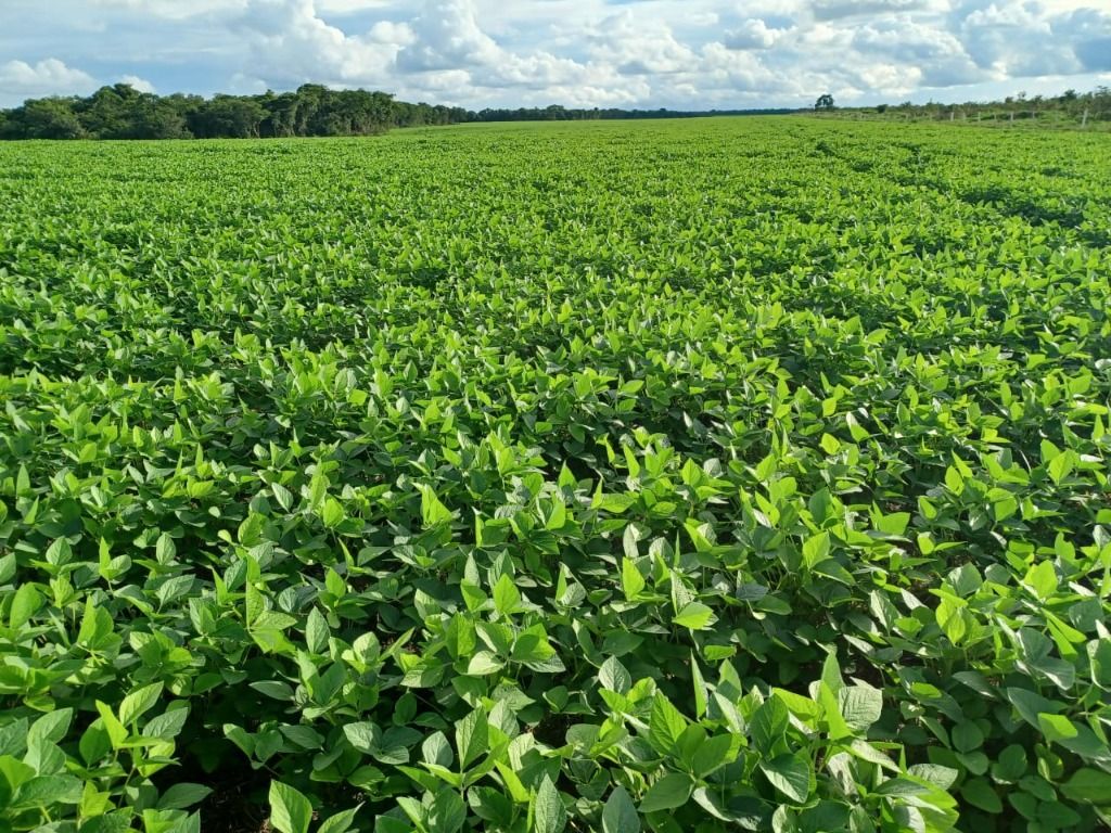 Fazenda à venda, 31060000M2 - Foto 1