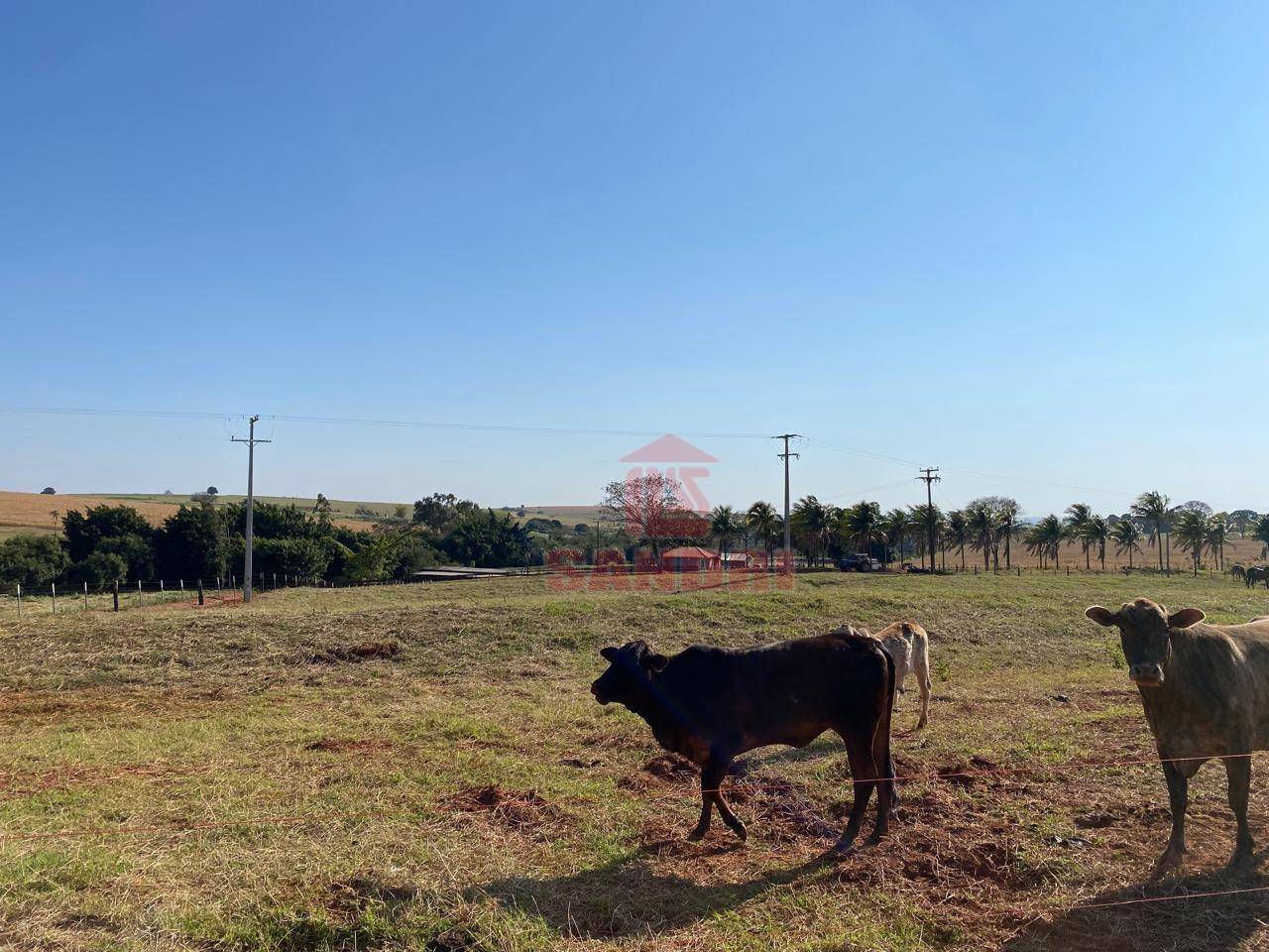 Sítio, 2 hectares - Foto 24