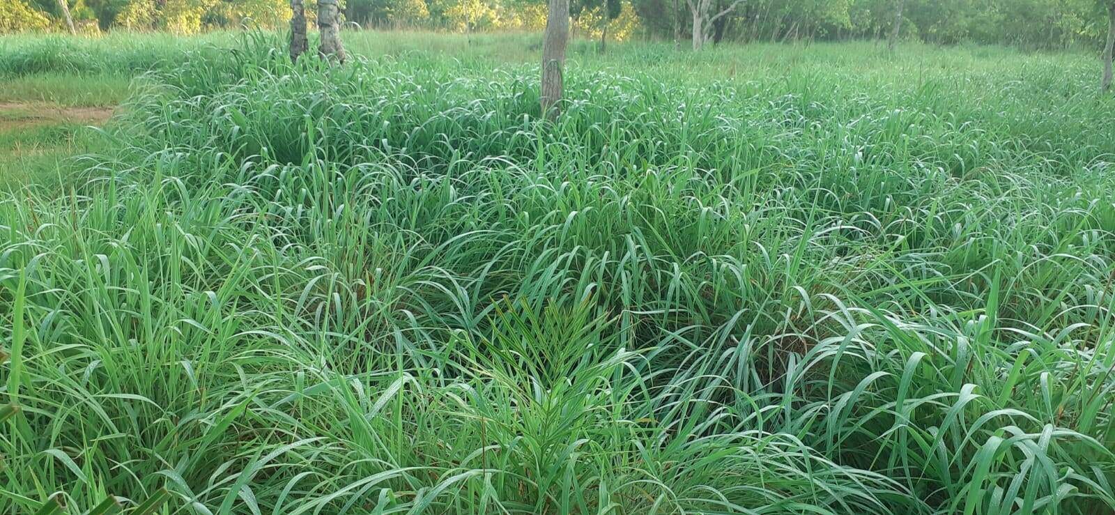 Fazenda à venda com 3 quartos, 10m² - Foto 12