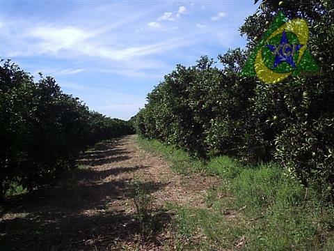 Sítio, 3 quartos, 13 hectares - Foto 1