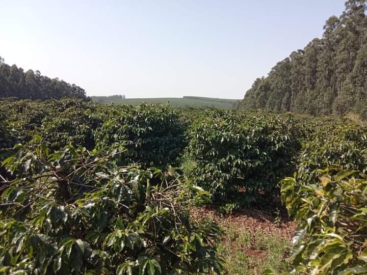 Fazenda à venda, 800m² - Foto 1