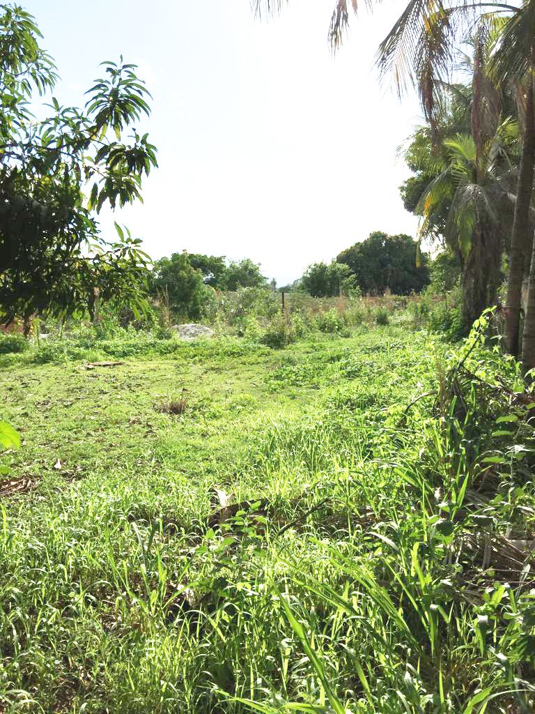 Terreno à venda e aluguel, 2250M2 - Foto 2