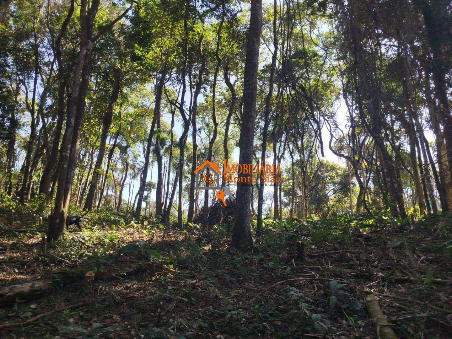 Terreno à venda, 3068M2 - Foto 11