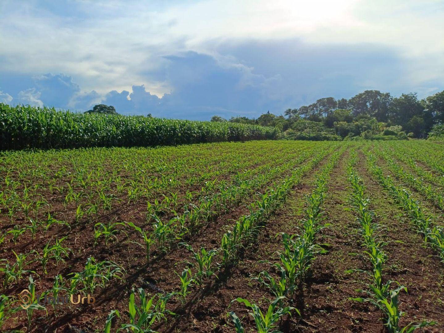 Chácara, 3 quartos, 5 hectares - Foto 1