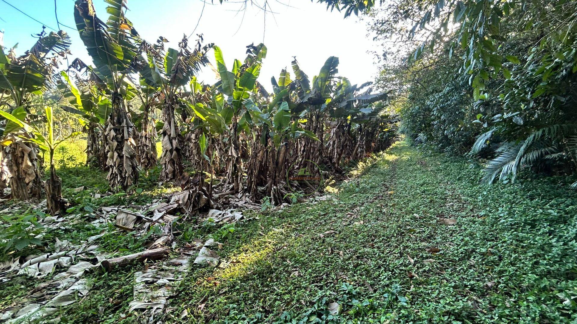 Sítio, 19 hectares - Foto 23