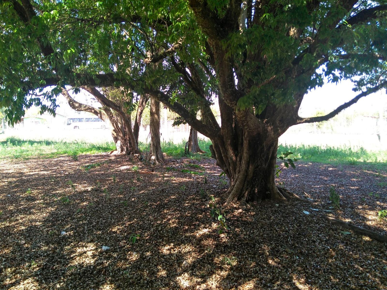 Fazenda à venda, 12500m² - Foto 10