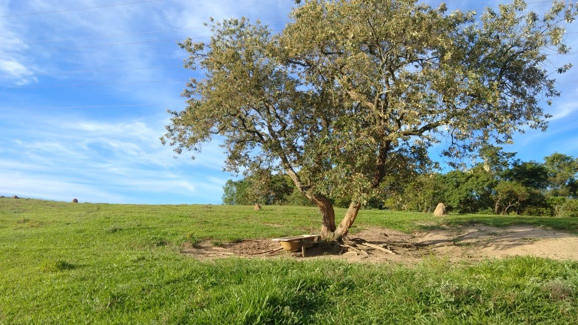 Fazenda à venda - Foto 19