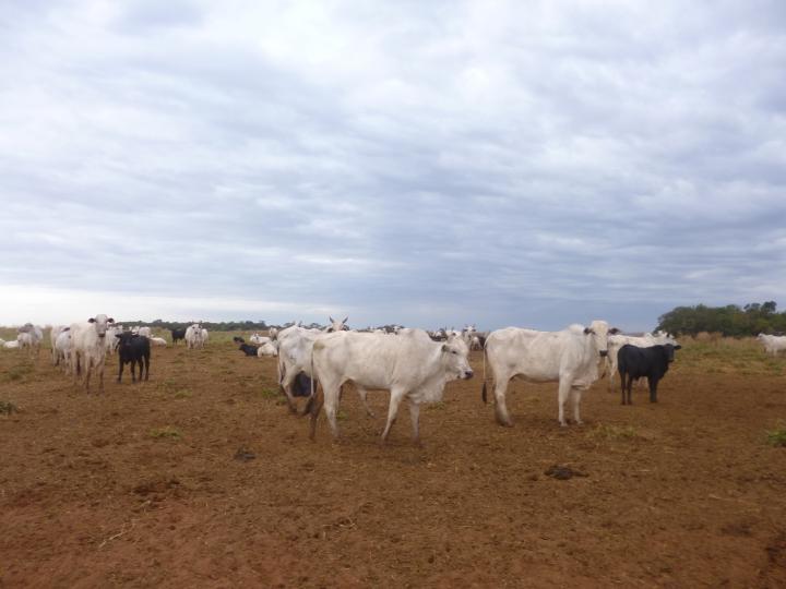 Fazenda-Sítio-Chácara, 7526 m² - Foto 3