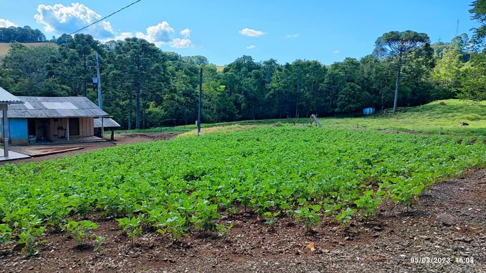 Fazenda à venda com 3 quartos, 17000m² - Foto 8