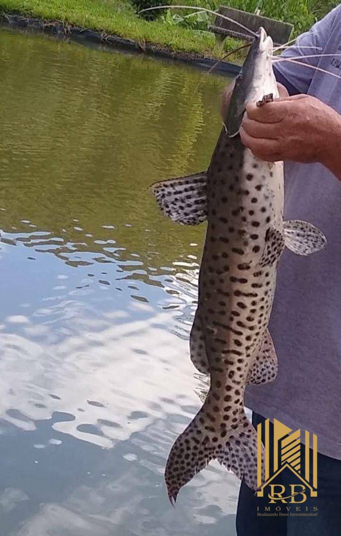 Chácara, 3 quartos, 6000 m² - Foto 14