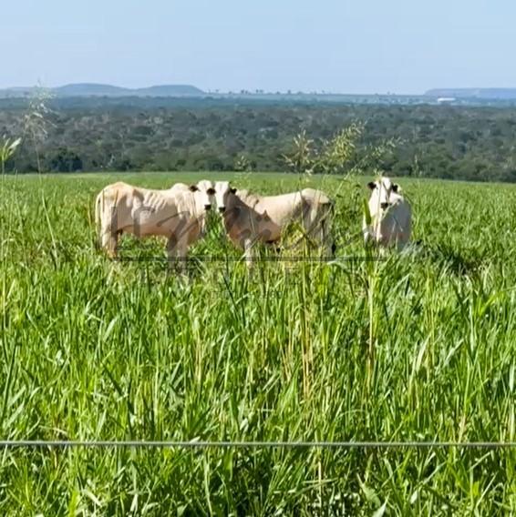 Fazenda à venda, 2856m² - Foto 7